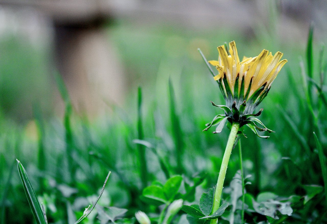 How to Kill Dandelions Without Chemicals